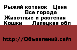 Рыжий котенок › Цена ­ 1 - Все города Животные и растения » Кошки   . Липецкая обл.